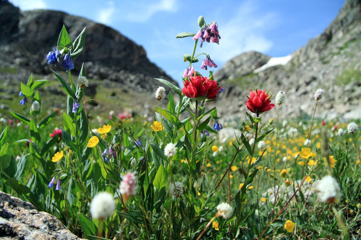 Wildflowers in Jackson Hole